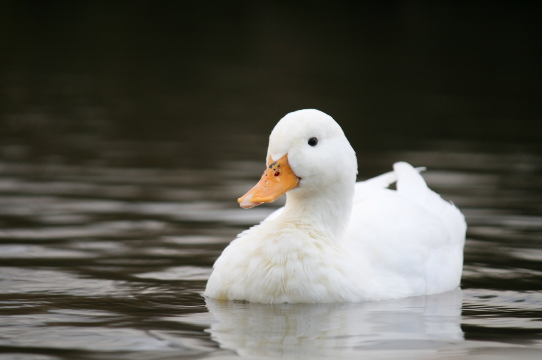 white duck swimming on water