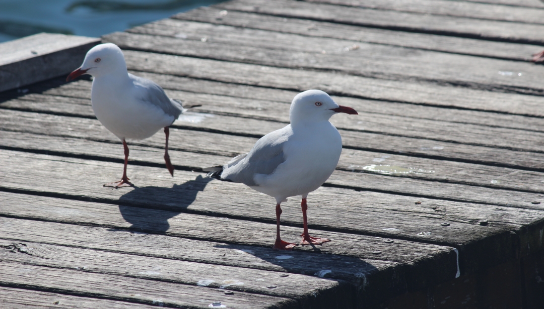Seagulls hanging out on boardwalk