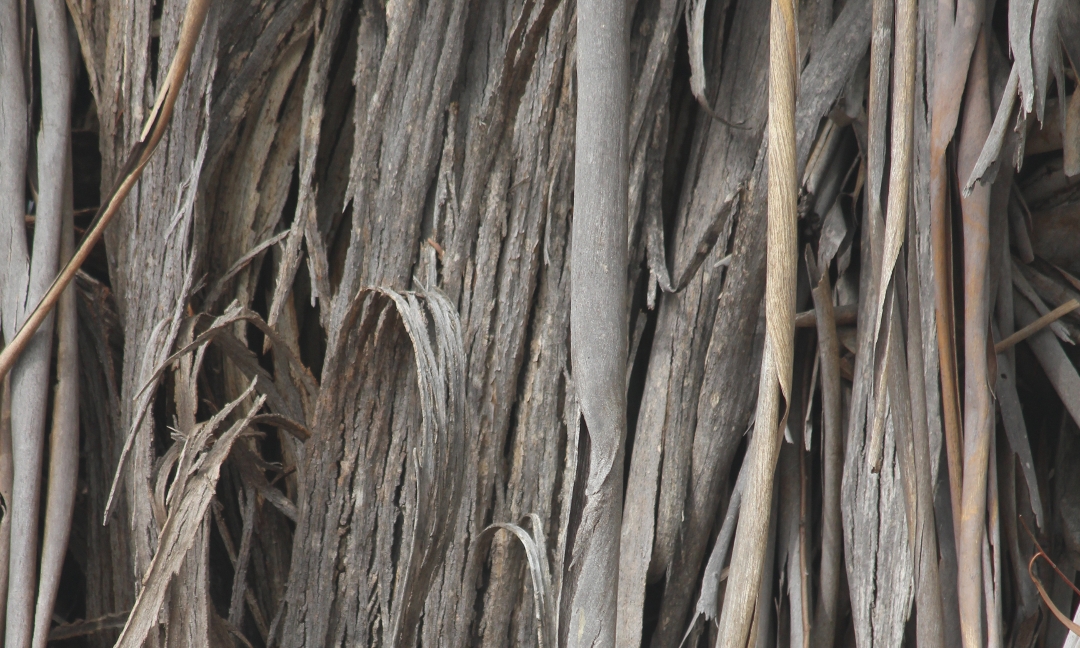 Stringy bark falling off gum tree / eucalyptus